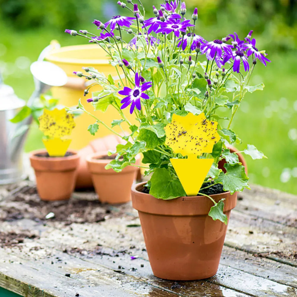 Yellow Dual-Sided Sticky Traps